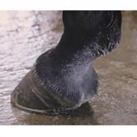 Equus Cura Prevent